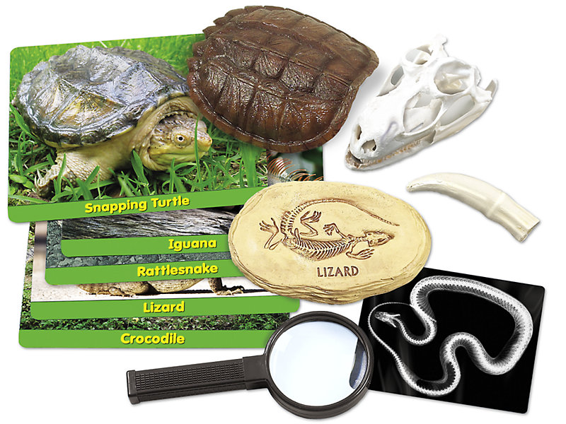 Reptiles Specimen Center contents