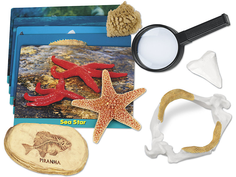 Sea Life Specimen Center contents